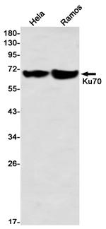 Ku70 Antibody in Western Blot (WB)