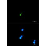 Ku70 Recombinant Rabbit Monoclonal Antibody (K01_2N04)