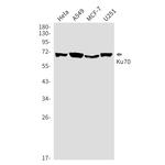 Ku70 Antibody in Western Blot (WB)