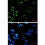 DNA Ligase I Recombinant Rabbit Monoclonal Antibody (K01_2N08)