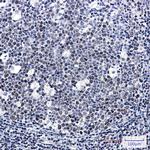 DNA Ligase I Antibody in Immunohistochemistry (Paraffin) (IHC (P))