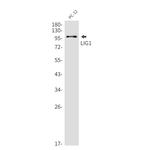 DNA Ligase I Antibody in Western Blot (WB)