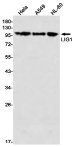 DNA Ligase I Antibody in Western Blot (WB)
