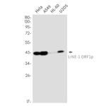 L1RE1 Recombinant Rabbit Monoclonal Antibody (K01_2N10)