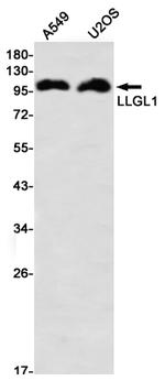 LLGL1 Antibody in Western Blot (WB)