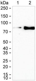 LTK Antibody in Western Blot (WB)