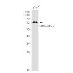 Metadherin Antibody in Western Blot (WB)