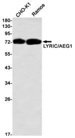 Metadherin Antibody in Western Blot (WB)