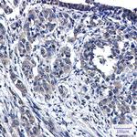 MEKK4 Antibody in Immunohistochemistry (Paraffin) (IHC (P))