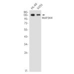 MEKK4 Antibody in Western Blot (WB)