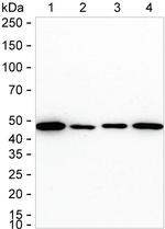 MEK2 Antibody in Western Blot (WB)
