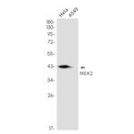 MEK2 Antibody in Western Blot (WB)