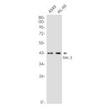 MAPKAPK3 Recombinant Rabbit Monoclonal Antibody (K01_2N31)