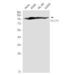 MLLT6 Recombinant Rabbit Monoclonal Antibody (K01_2N33)