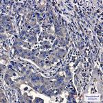 Moesin Antibody in Immunohistochemistry (Paraffin) (IHC (P))
