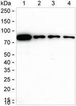 Moesin Antibody in Western Blot (WB)