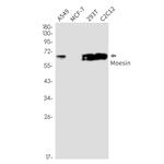 Moesin Antibody in Western Blot (WB)