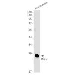 MRAS Antibody in Western Blot (WB)