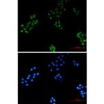 MRPS18B Antibody in Immunocytochemistry (ICC/IF)
