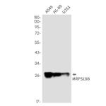 MRPS18B Antibody in Western Blot (WB)