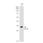 MTAP Antibody in Western Blot (WB)