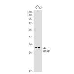 MTAP Antibody in Western Blot (WB)
