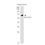 MUNC18 Antibody in Western Blot (WB)