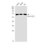 MUNC18 Recombinant Rabbit Monoclonal Antibody (K01_2N42)