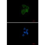 ACTA1 Antibody in Immunocytochemistry (ICC/IF)