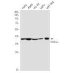 Nudel Recombinant Rabbit Monoclonal Antibody (K01_2N45)