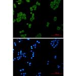 NDUFS1 Recombinant Rabbit Monoclonal Antibody (K01_2N46)