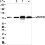 NDUFS1 Antibody in Western Blot (WB)