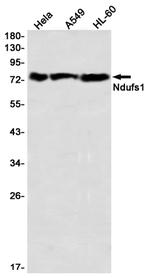 NDUFS1 Antibody in Western Blot (WB)