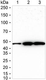 NDUFS2 Antibody in Western Blot (WB)