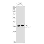 NEK6 Recombinant Rabbit Monoclonal Antibody (K01_2N52)