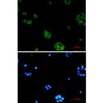 RTN4RL1 Recombinant Rabbit Monoclonal Antibody (K01_2N53)