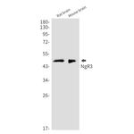 RTN4RL1 Antibody in Western Blot (WB)