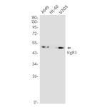 RTN4RL1 Antibody in Western Blot (WB)