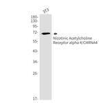 CHRNA4 Antibody in Western Blot (WB)