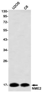 NME2 Antibody in Western Blot (WB)