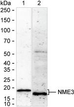 NME3 Antibody in Western Blot (WB)