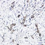 MYH9 Antibody in Immunohistochemistry (Paraffin) (IHC (P))