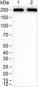 MYH9 Antibody in Western Blot (WB)
