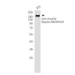 MYH10 Antibody in Western Blot (WB)