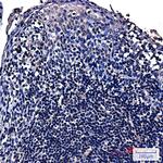 NOLA3 Antibody in Immunohistochemistry (Paraffin) (IHC (P))