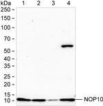 NOLA3 Antibody in Western Blot (WB)