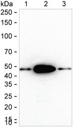 NR2F2 Antibody in Western Blot (WB)