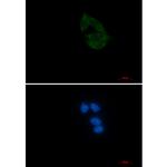 NUP155 Antibody in Immunocytochemistry (ICC/IF)