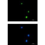 NUP50 Recombinant Rabbit Monoclonal Antibody (K01_2N67)