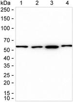 NUP50 Antibody in Western Blot (WB)